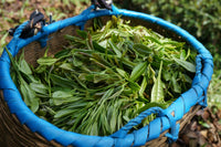 Wicked Breakfast Tea